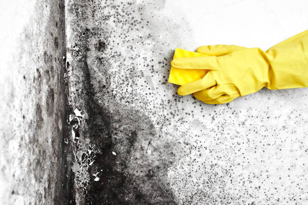 Best Emergency Mold Remediation  in Omak, WA